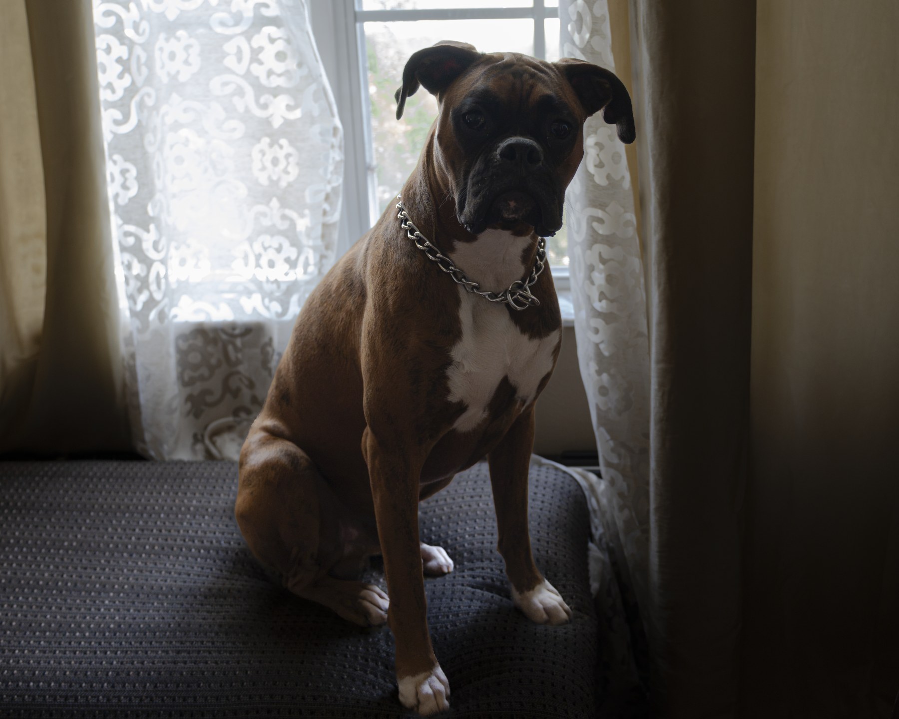 Pet photography by Walston Photography